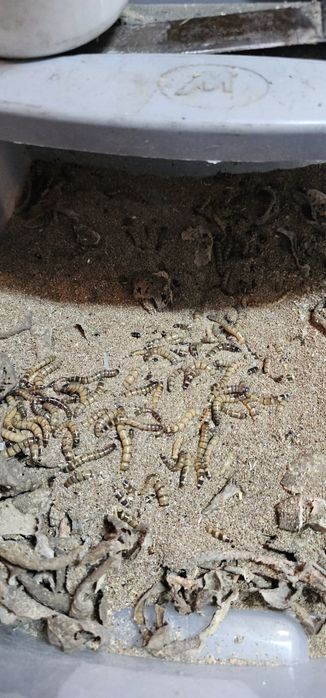 Viermi Superworms si Mealworms