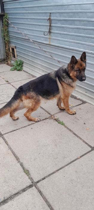 Продам немецкую овчарку