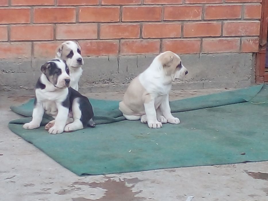 Продаются Алабай