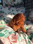 Той Пудел / Poodle Toy