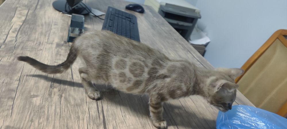 Чистокровный бенгал мальчик