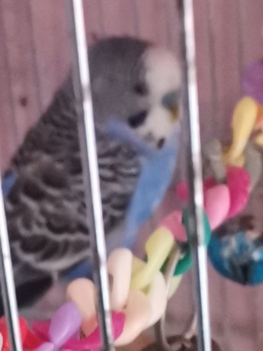 Vând un mascul de papagal peruși foarte fain