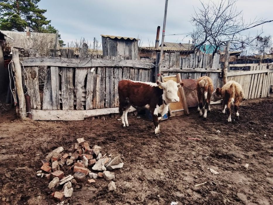 Продаю подсос 3 бычок , 1 тёлочку