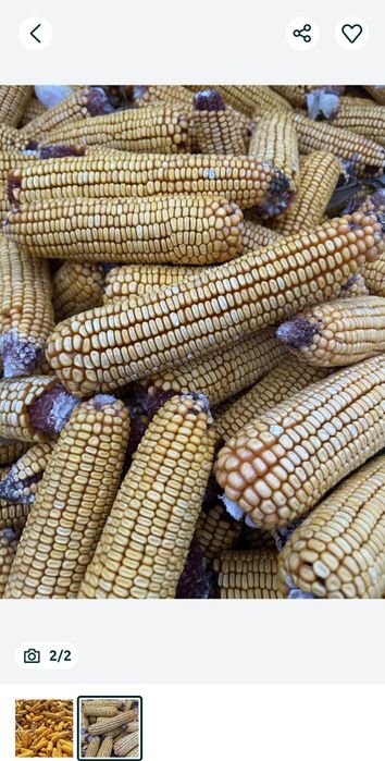 Vand porumb știuleți an 2025 cu paie cu tot