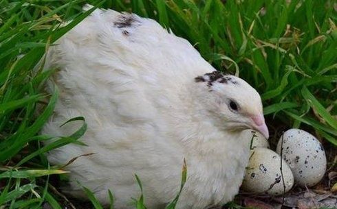 Инкубационное яйцо перепелов техас