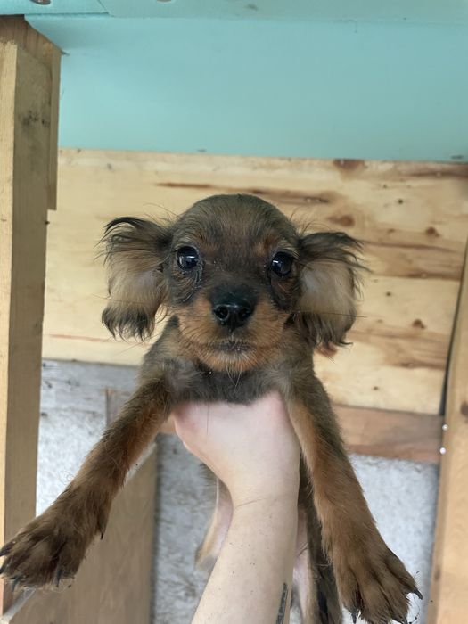 Подарявам 3 малки кученца