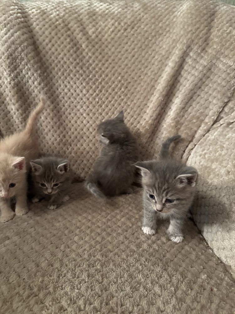 Отдам котят в добрые руки