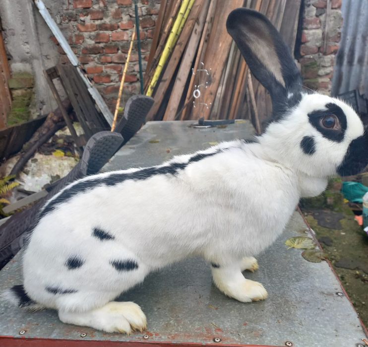 Iepuri-rasa Fluture german