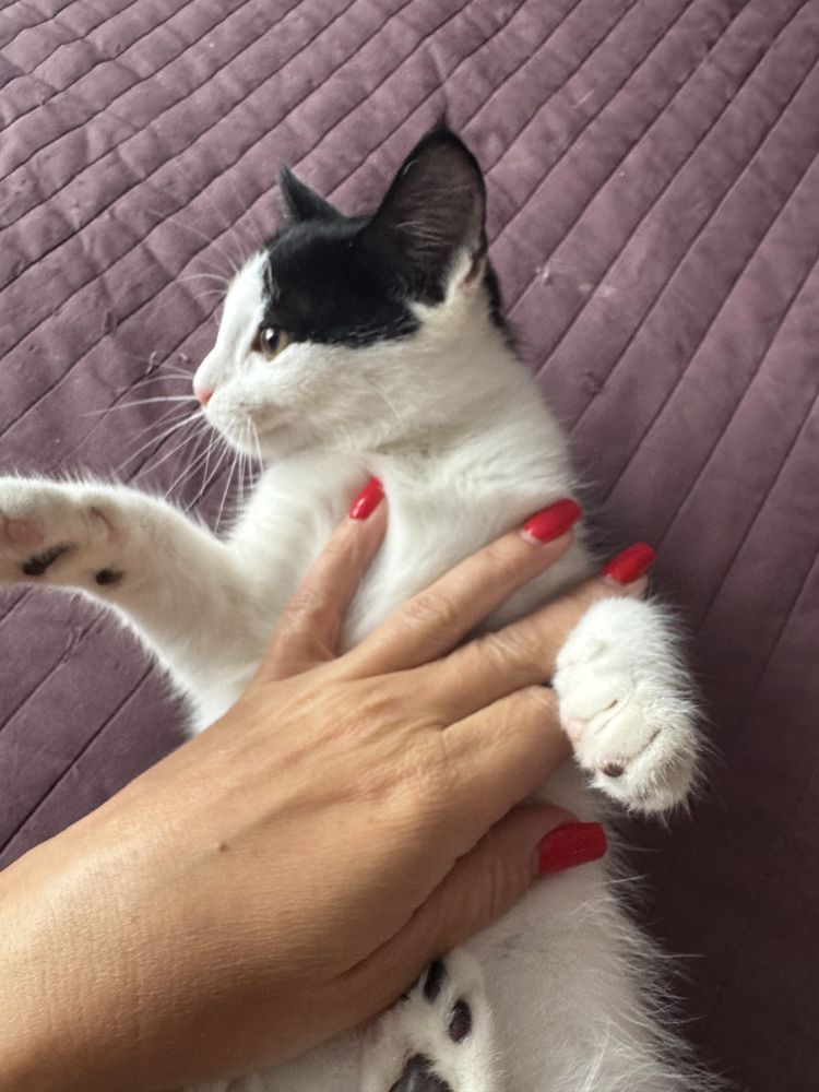 Отдам котенка  девочку
