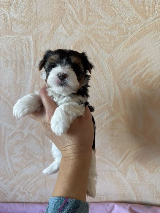 Бивер йоркширски териер