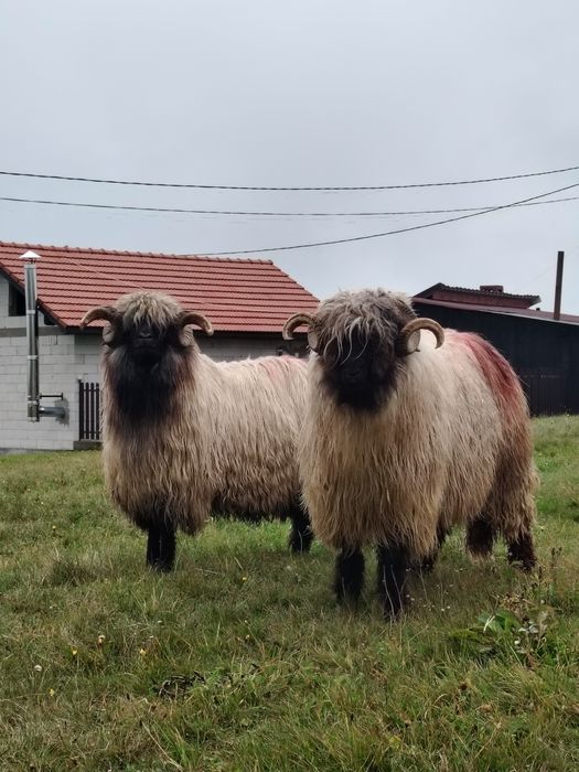 Berbeci de vânzare și noateni