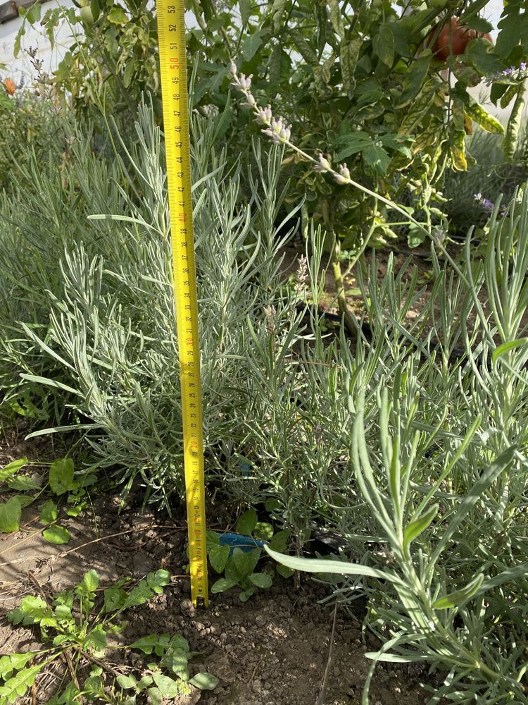 Lavanda plante sau butasi; Sirop natural de lavanda