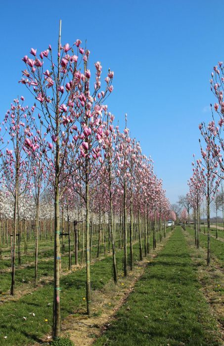 Magnolia copac 2m - 4m / soulangeana, genie, kobus. Magnolia tufa