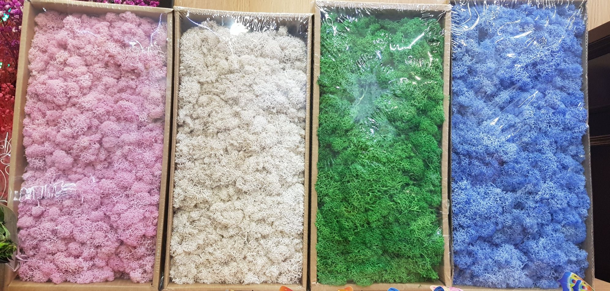 Licheni decorativi stabilizati 500 grame diverse culori