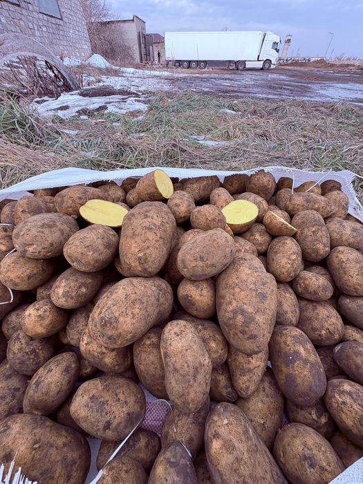 Продам картофель сорт Вега.