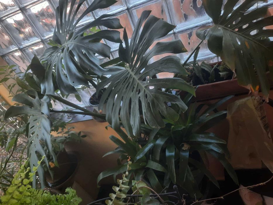 Vând Monstera deliciosa în Timișoara