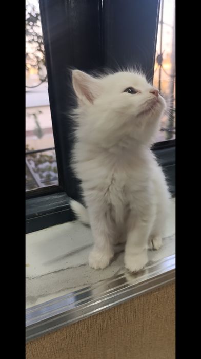 Сиамские и Турецкая ангора