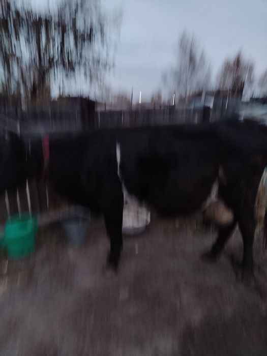 Продам корову доиную