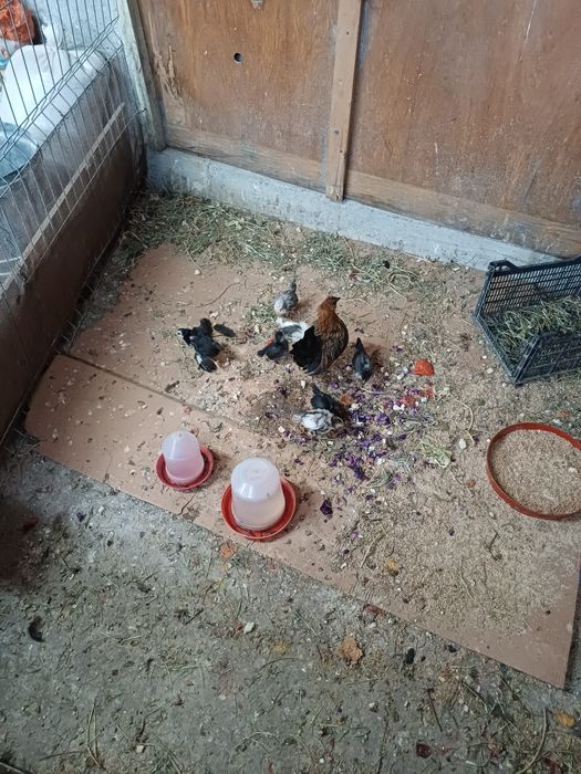 Vand gainuse + cocosi pitici