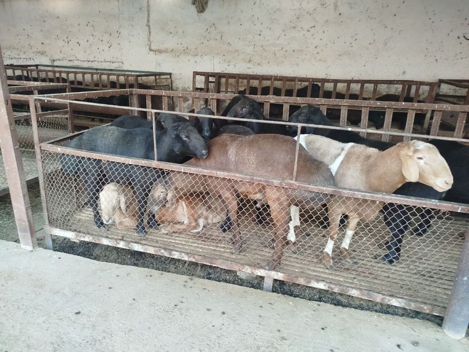 Ишлаб турган ферма сотилади