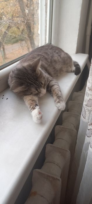 Отдам молодую кошку 4 месяца