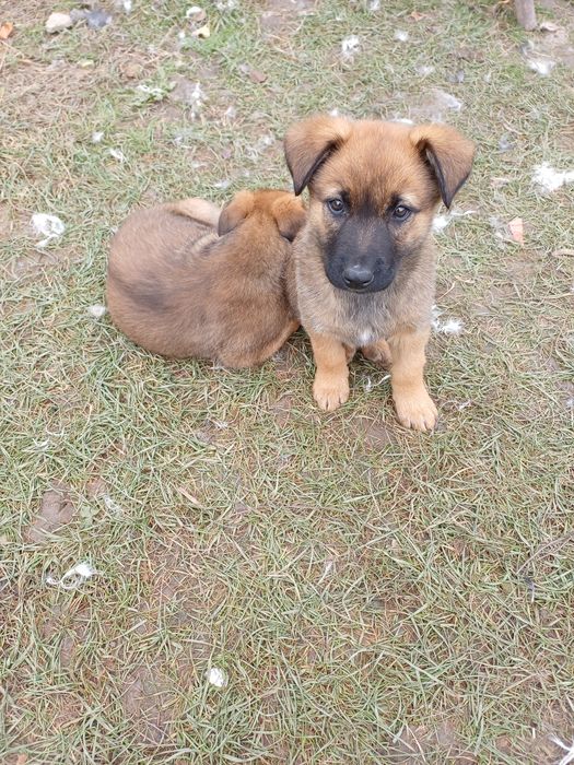 Ofer gratuit 3 catelusi