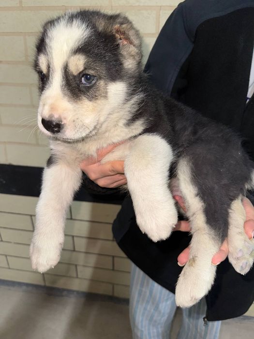 Продаётся щенок алабая