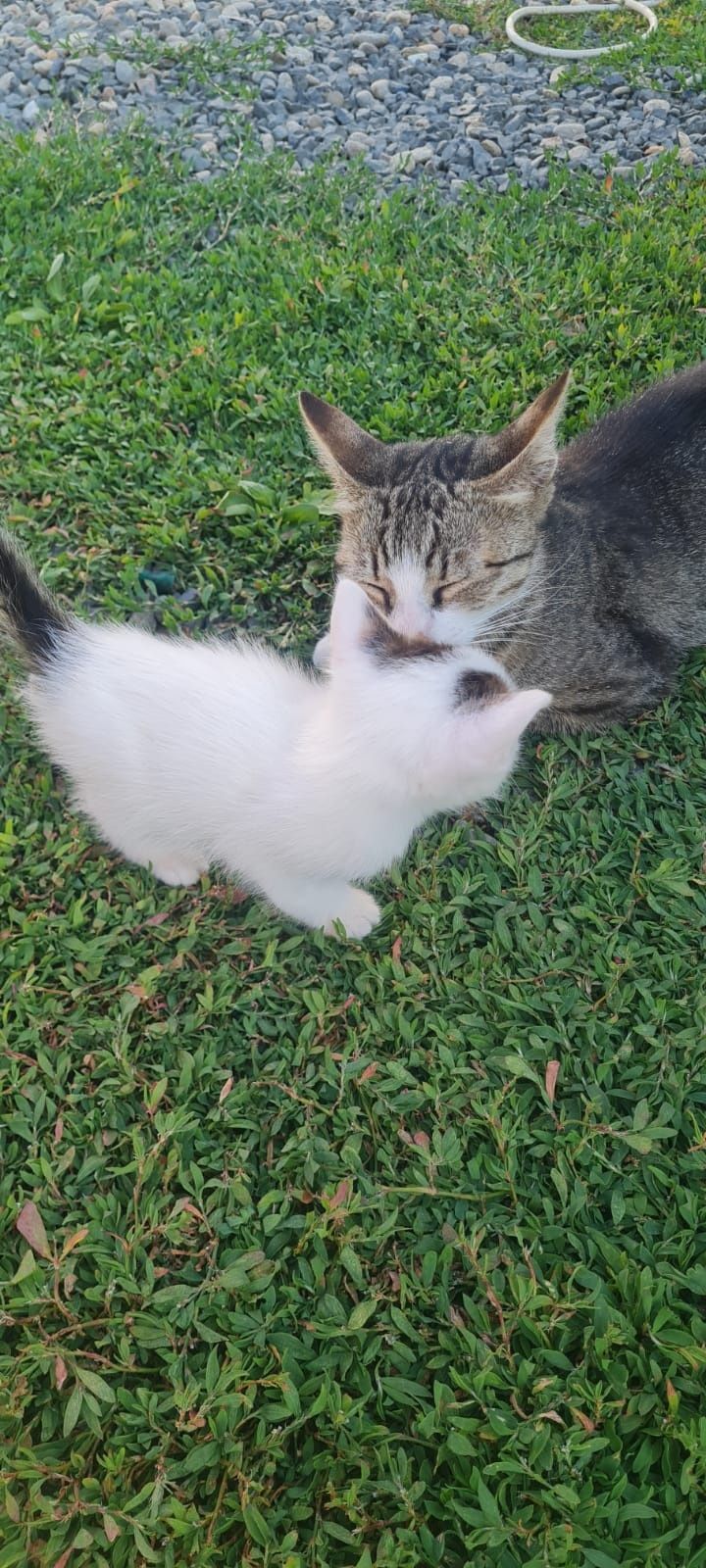 Dau spre adopție 3 pisicuți