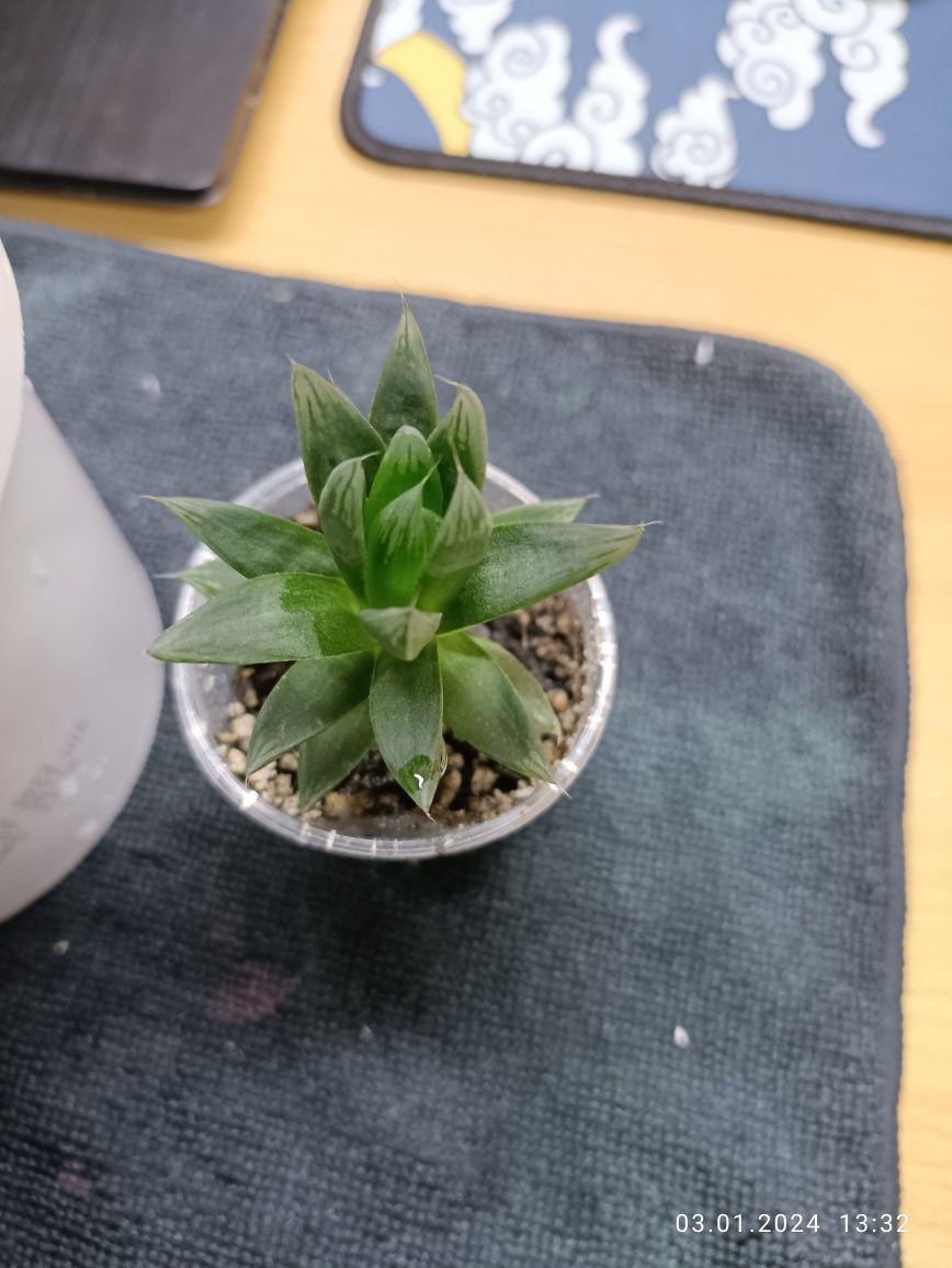 Хавортия ладьевидная (Haworthia cymbiformis)