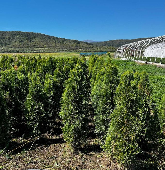 Tuia smaragd 100-120 cm