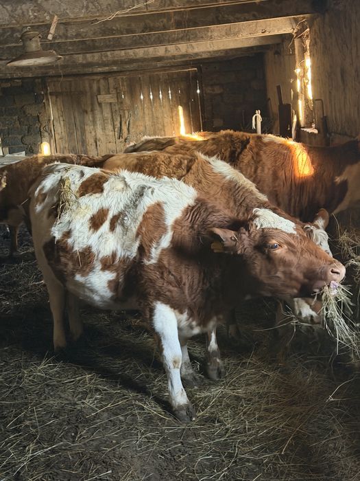 Коровы на мясо говядина