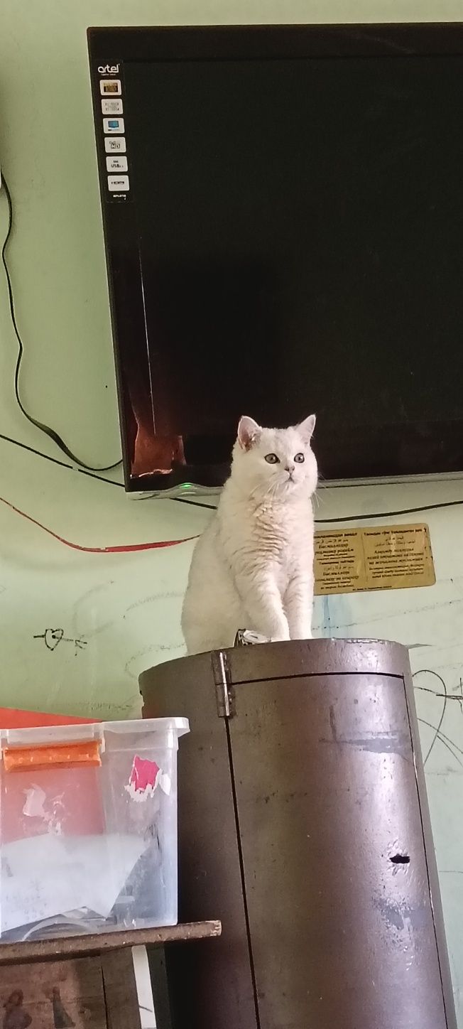 Британискый шиншилла