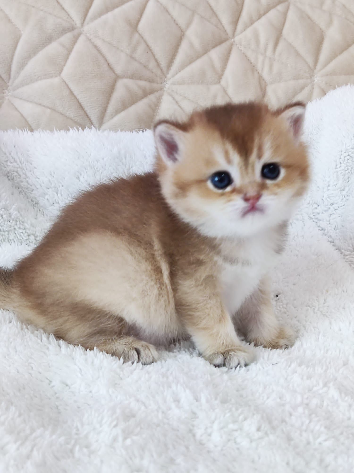British shorthair NY 11 golden.