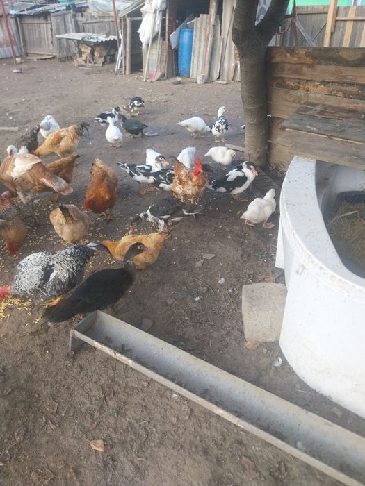 Nu răspund la mesaje doar contact telefon