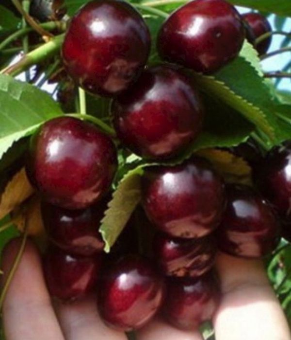 Вишня Шпанка.Ягода крупная,не очень кислая.Кол-во ограничено!