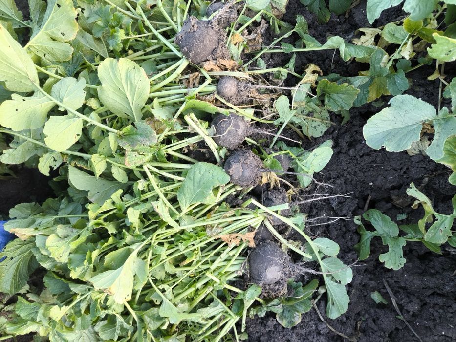 Ridiche neagra cantități mari