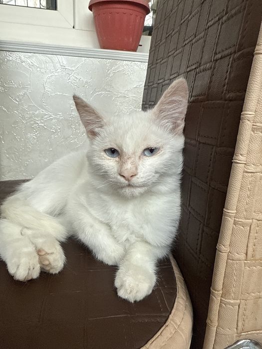 Белый котёнок приносит удачу и счастье в дом