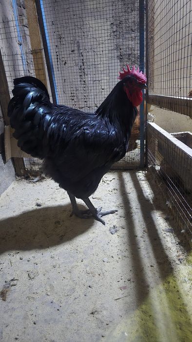 Джерсий Гигант қораздары сатылады