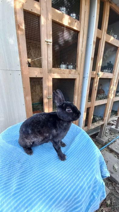 Iepurași de rasă rex pitic