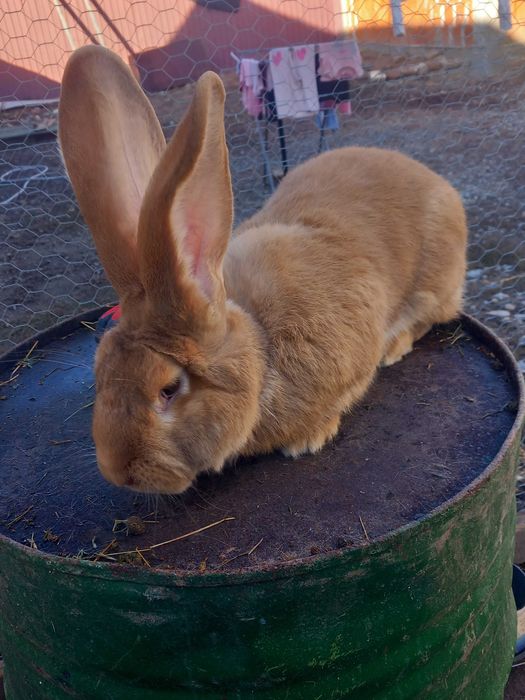 Mascul urias german galben