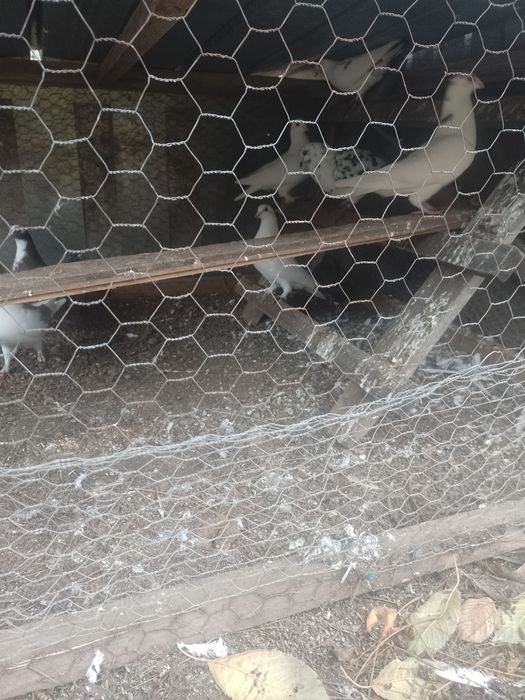 Vând porumbei  colorați