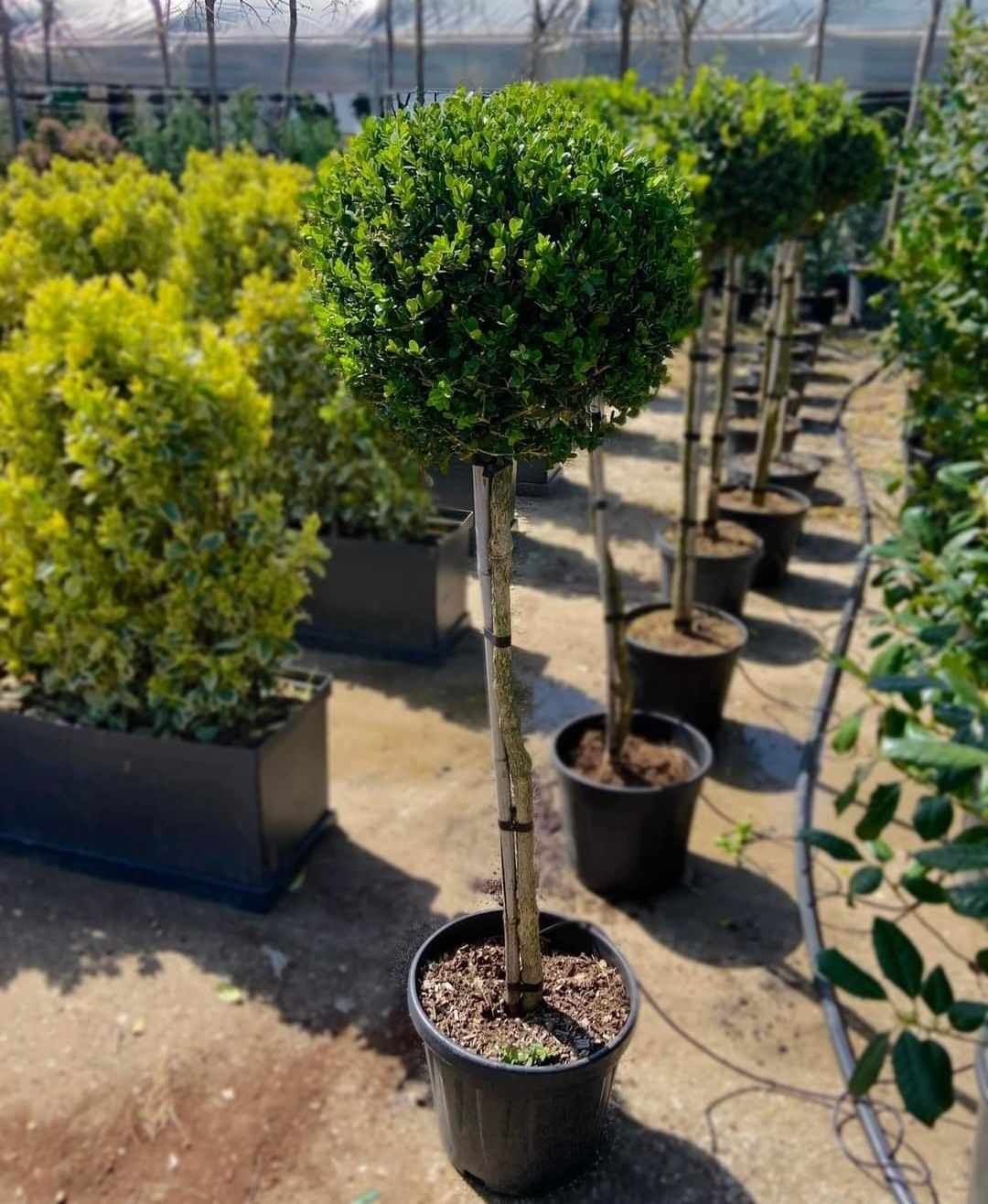 Buxus sempervirens glob pe picior,plante decorative,plante ornamentale