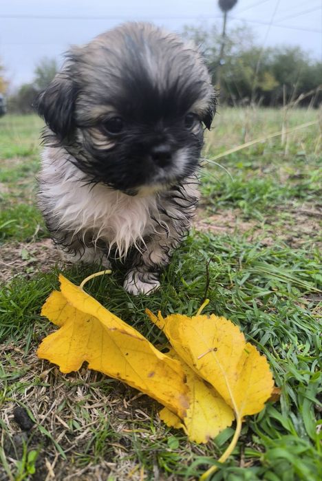 Пухкави ангелчета