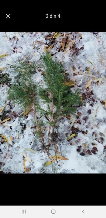 Puieți salcâm brad pin molid fag paltin frasân