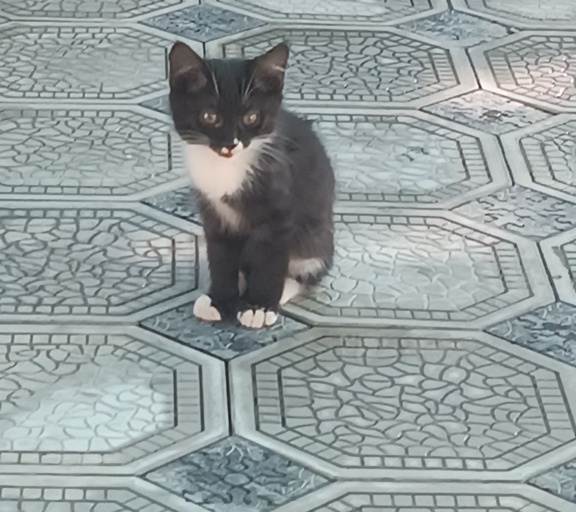 Отдам милых котят в хорошие руки