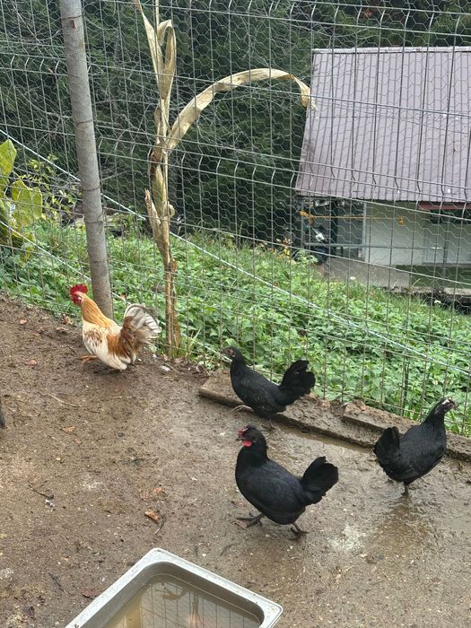 Gaini pitice de vanzare