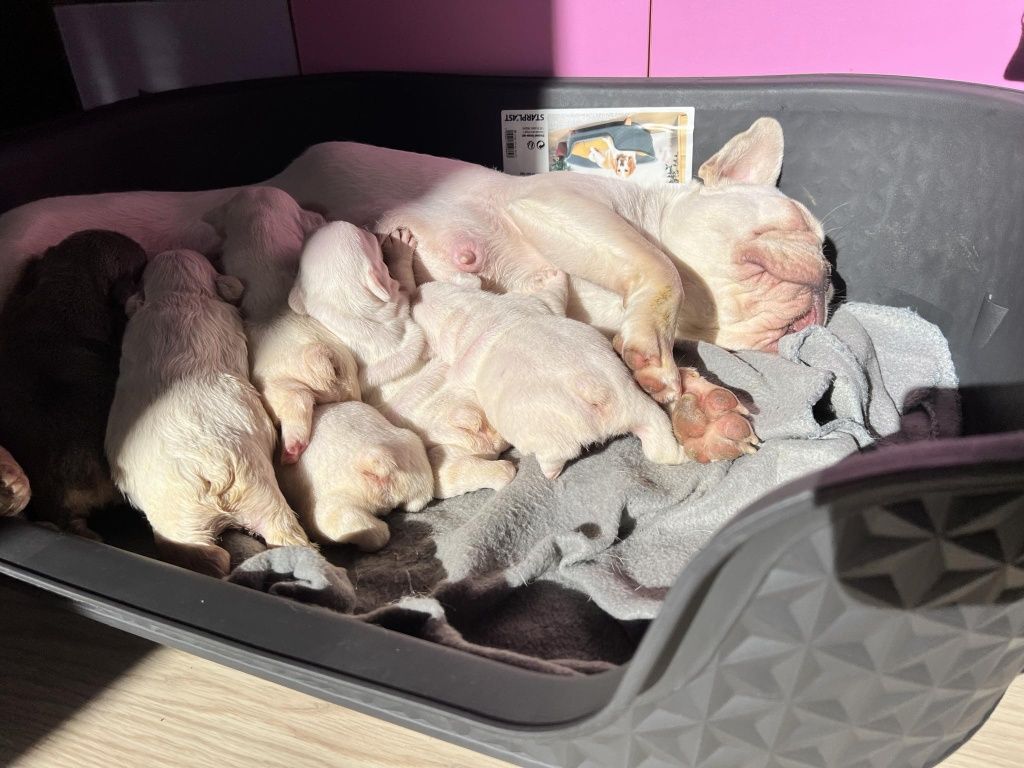 Френски булдог, french bulldog