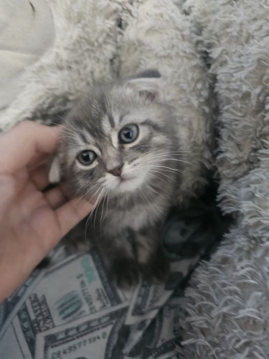 Котёнок породистая