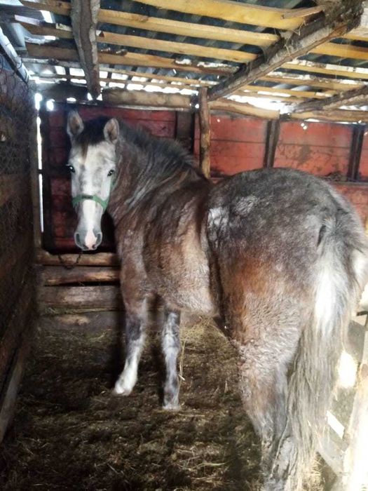 Продам Лошадь с откорма