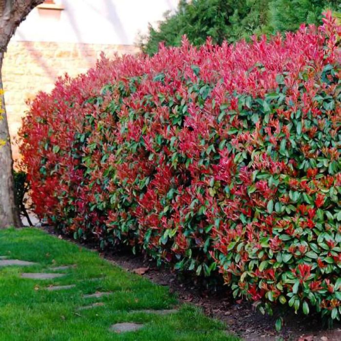 Photinia (Gard Viu )